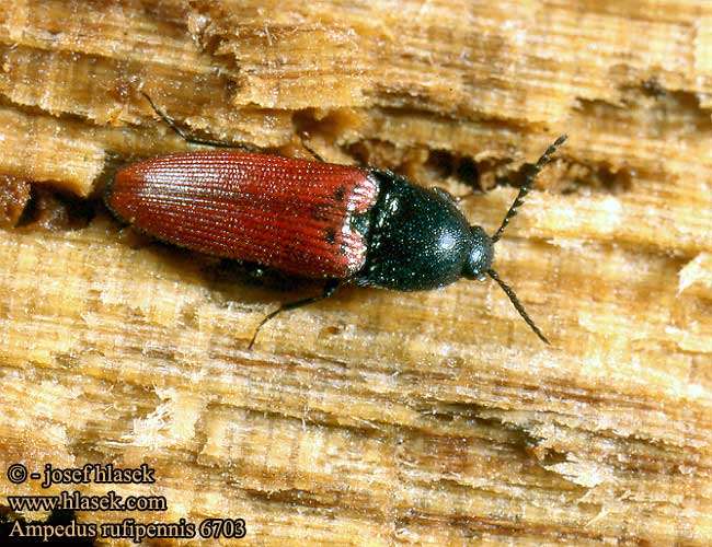 Ampedus rufipennis Cardinal click beetle Skovsmælder Schnellkäfer Kovařík