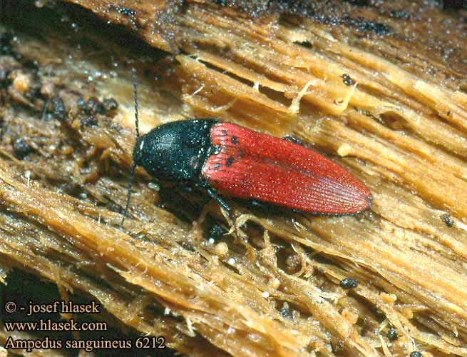 Ampedus sanguineus Click beetle Stor skovsmælder Blutroter