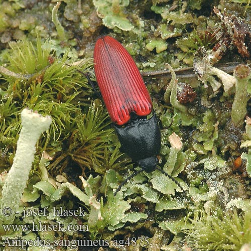 Ampedus sanguineus Blutroter Schnellkaefer kovařík krvavý