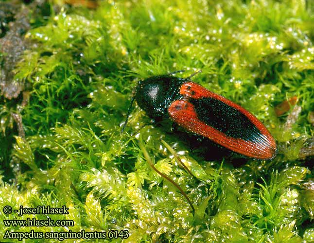 Ampedus sanguinolentus Sømplettet skovsmælder Schnellkäfer