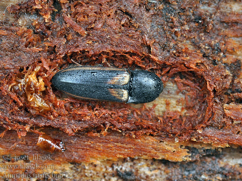 Ampedus tristis Kovařík