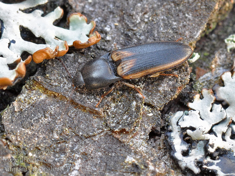 Ampedus tristis Schnellkäfer