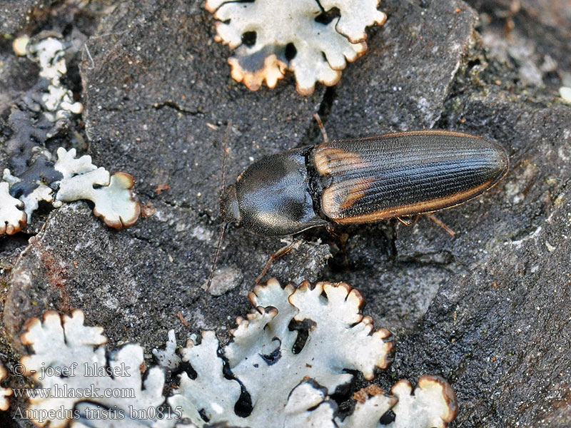 Ampedus tristis Щелкун траурный