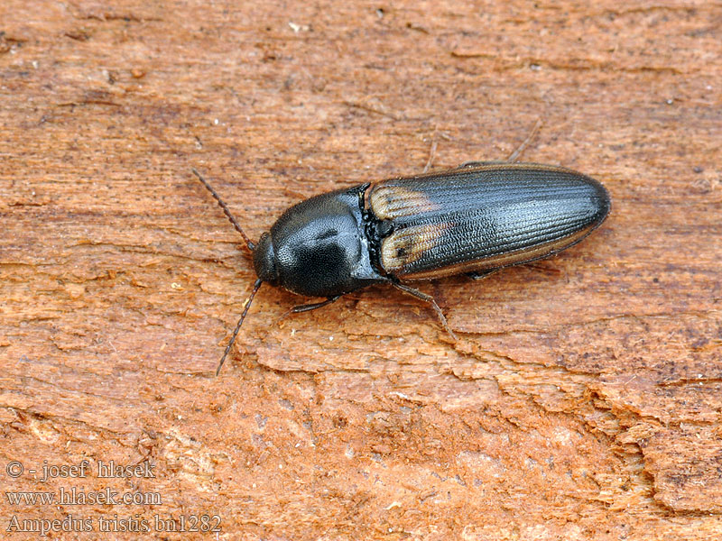 Kovařík Schnellkäfer Ampedus tristis