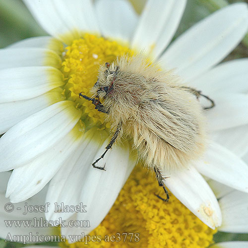 Amphicoma vulpes ae3778
