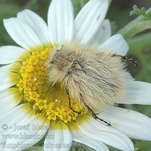 Amphicoma vulpes ae3784