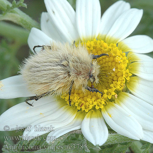 Amphicoma vulpes ae3785