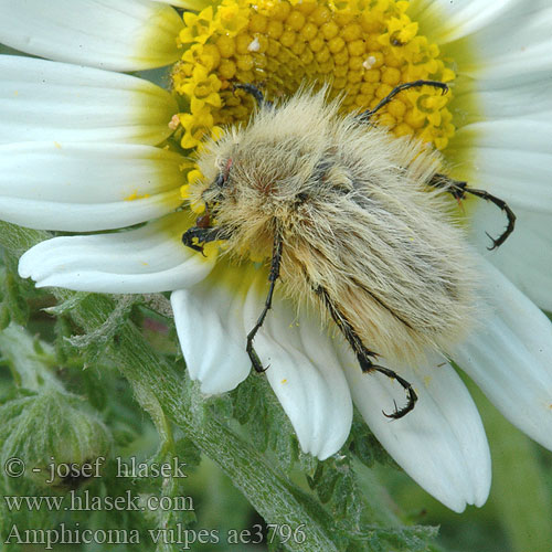 Amphicoma vulpes ae3796