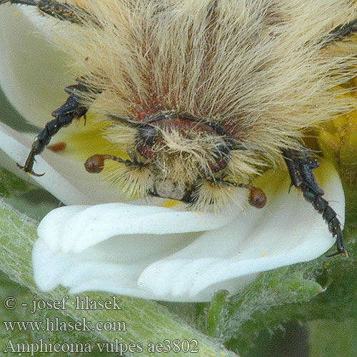 Amphicoma vulpes ae3802