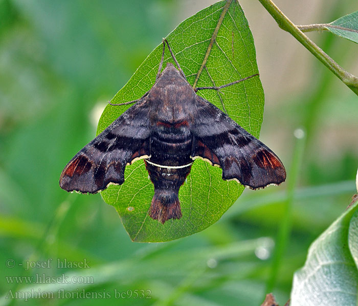 Amphion floridensis Nessus Sphinx Moth