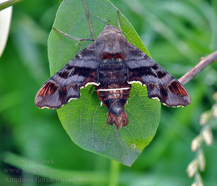 Amphion floridensis