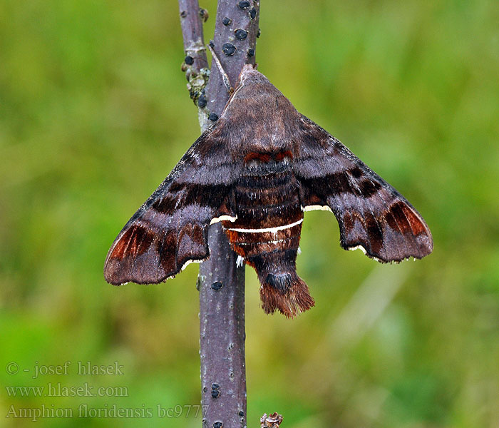 Nessus Sphinx Moth