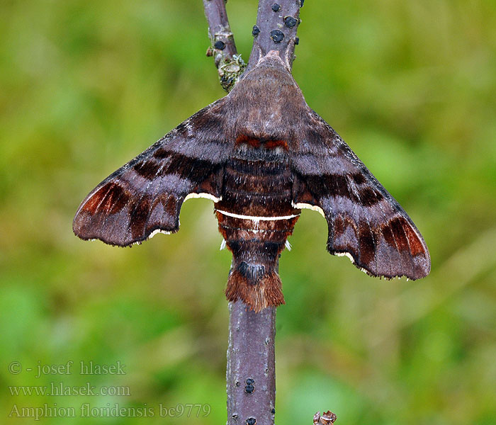 Nessus Sphinx Moth Amphion floridensis