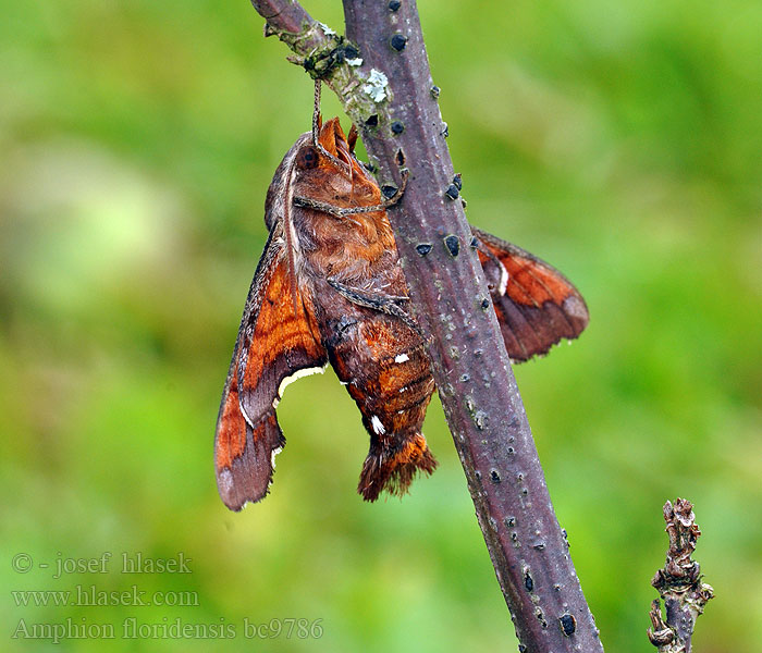 Nessus Sphinx Moth Amphion floridensis