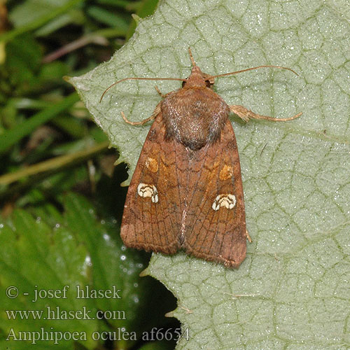 Noctuelle éclatante Roodbruine vlekuil Ear Moth