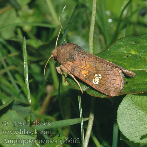 Travařka polní Kaunosekoyökkönen Noctuelle éclatante Roodbruine vlekuil Ear Moth