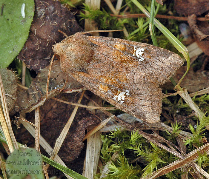 Stengeleule Amphipoea oculea