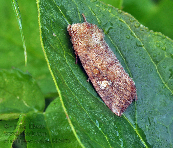 Travařka polní Amphipoea oculea