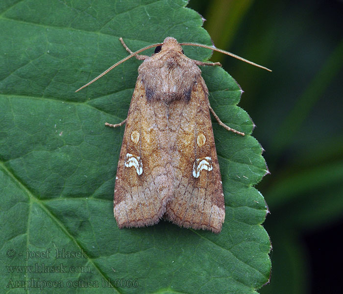 Kaunosekoyökkönen Amphipoea oculea