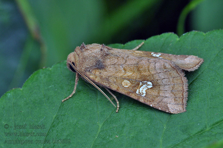 Noctuelle éclatante Amphipoea oculea