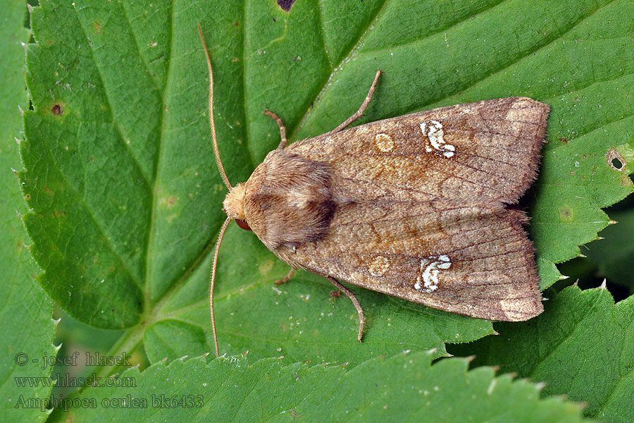 Roodbruine vlekuil Amphipoea oculea