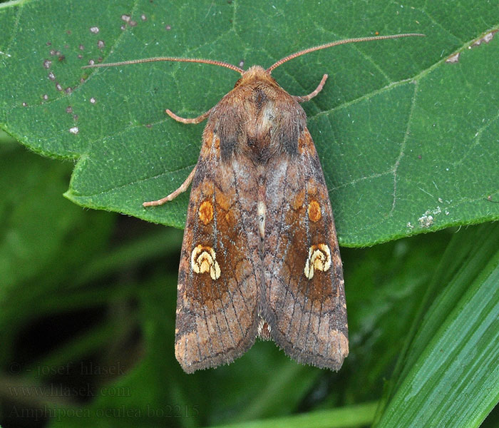 Sivkavec poľný Amphipoea oculea