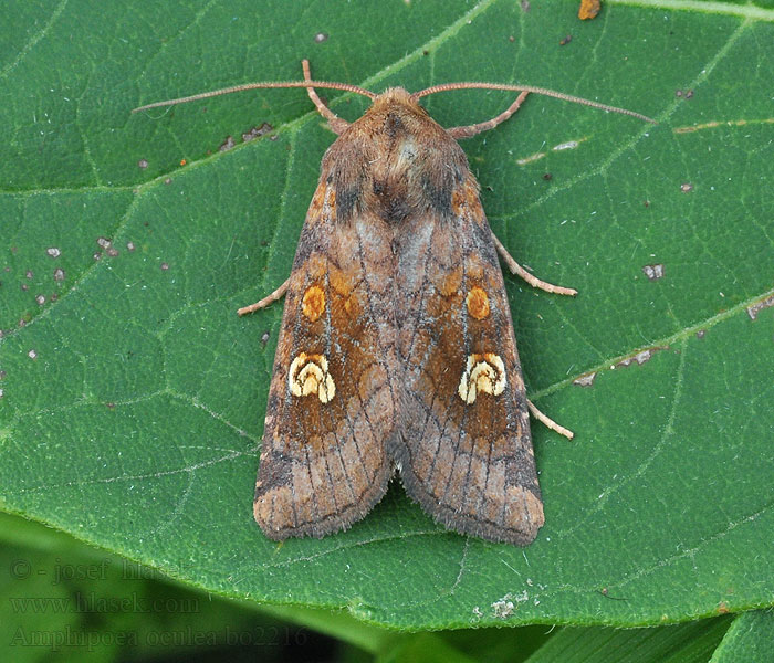 Яровая совка красная Amphipoea oculea