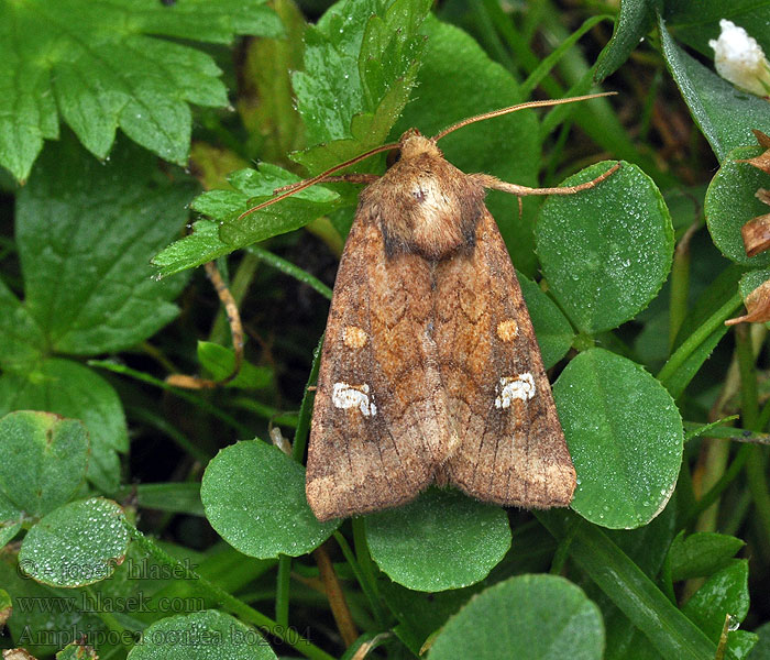 Ear Moth Amphipoea oculea