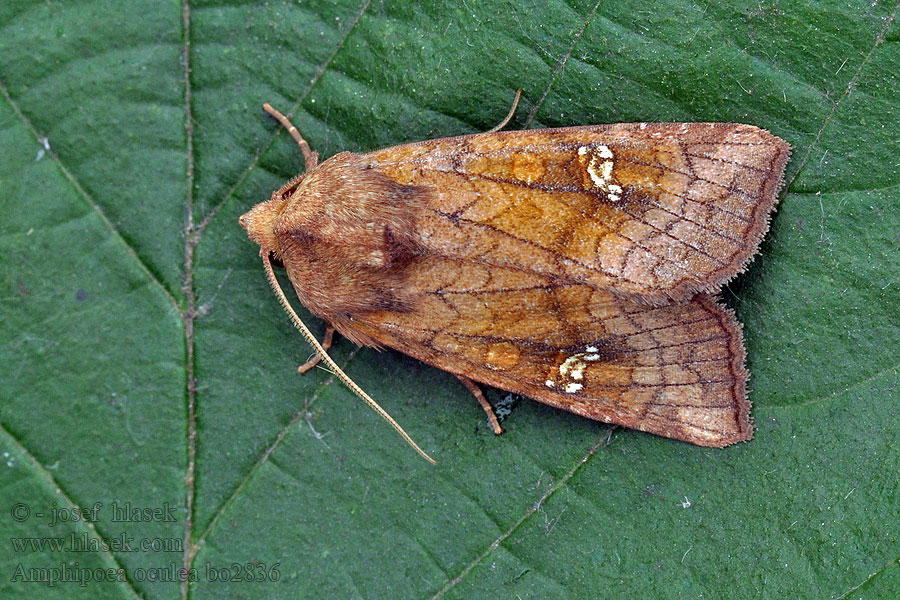 Sivkavec poľný Amphipoea oculea