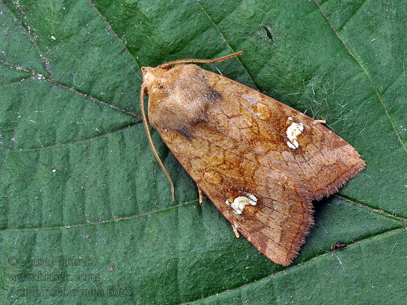 Fläckat stamfly Amphipoea oculea