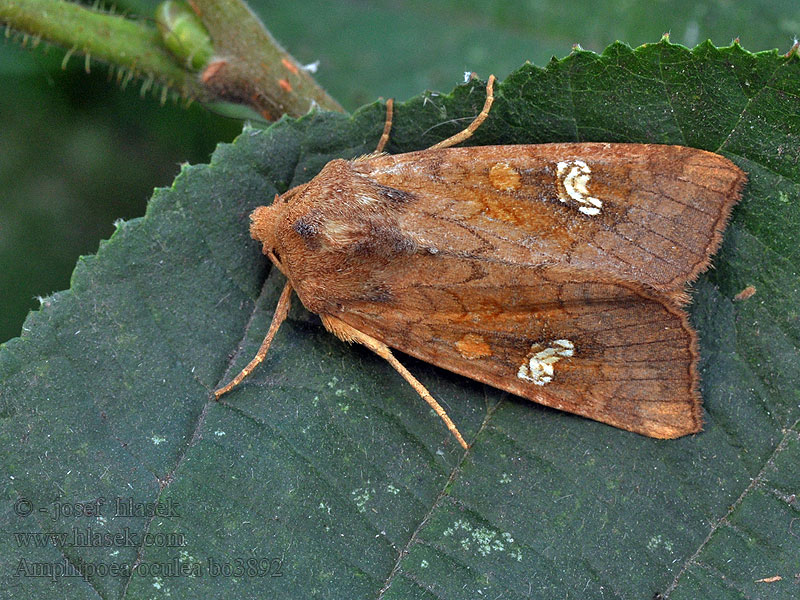 Яровая совка красная Amphipoea oculea