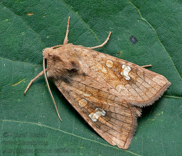 Fläckat stamfly Amphipoea oculea