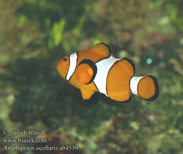 Amphiprion ocellaris Clownfish False Percula Peix pallasso