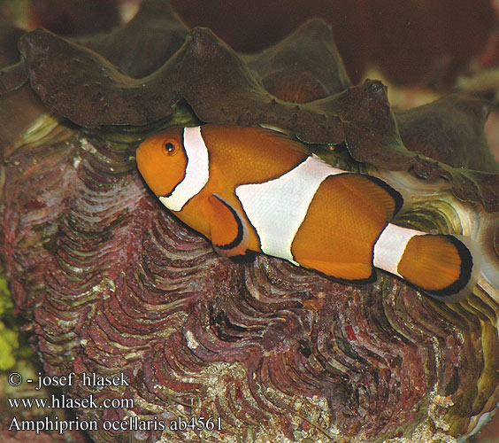 Klaun očkatý Harilik meriroosahven Poisson clown trois bandes