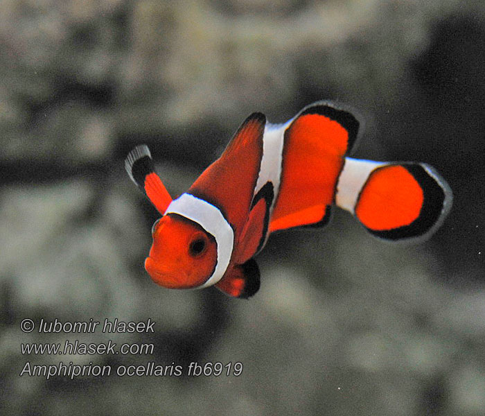 Amphiprion ocellaris Ikan giru Ocellaris Netikrasis jūrų klounas