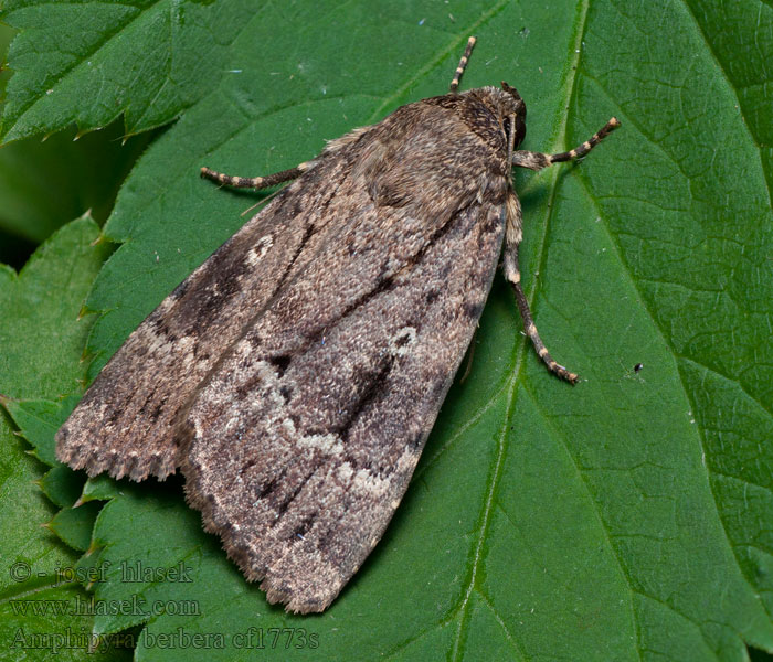 Svensson's Copper Underwing Blyšťavka orgovánová Noctuelle berbère