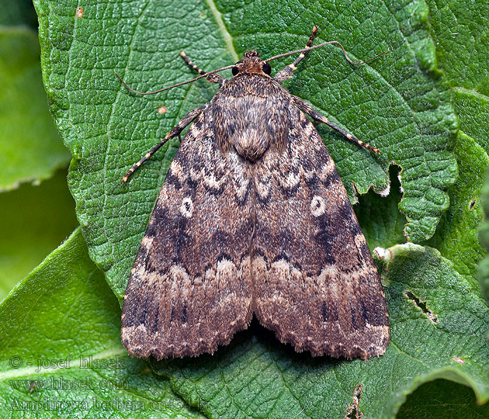 Blýskavka doubravní Amphipyra berbera