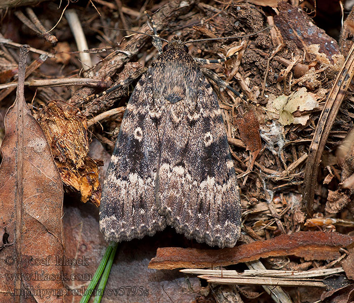 Amphipyra berbera