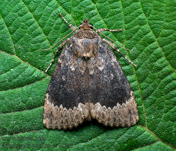 Amphipyra perflua Blýskavka lemovaná Gesäumte Glanzeule