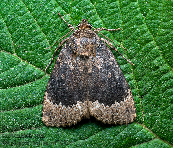 Amphipyra perflua Blýskavka lemovaná Gesäumte Glanzeule