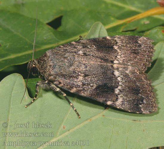 Amphipyra pyramidea Blýskavka ořešáková