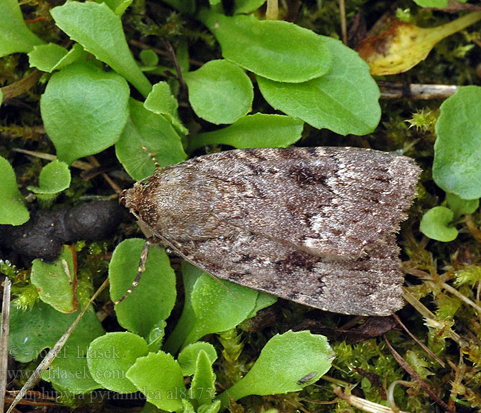 Amphipyra pyramidea Blýskavka ořešáková