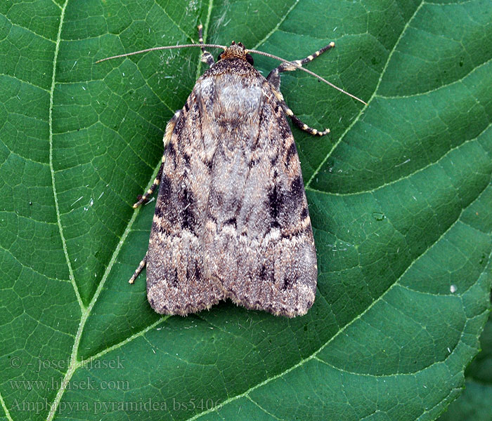 Amphipyra pyramidea Copper Underwing