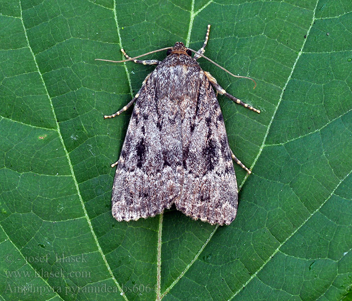 Amphipyra pyramidea Blyšťavka orechová