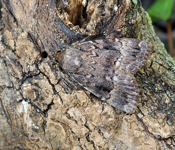 Amphipyra pyramidea Copper Underwing Blyšťavka orechová