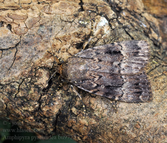 Amphipyra pyramidea Pyramide Пламенница пирамидальная