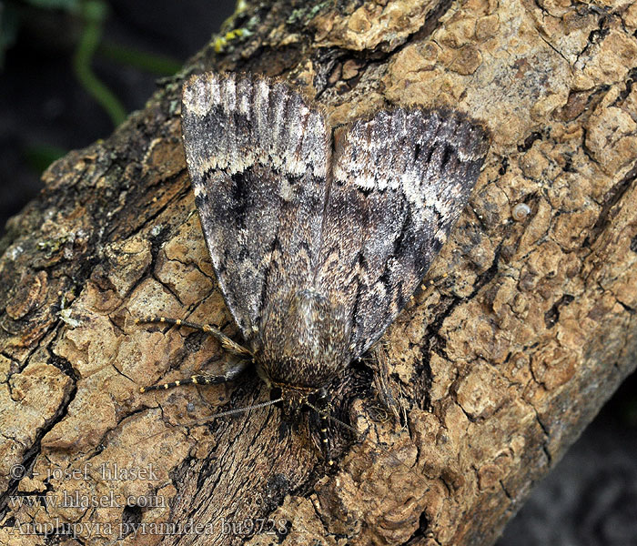 Amphipyra pyramidea Opłonka stogowica Fahéjszínű zsírosbagoly