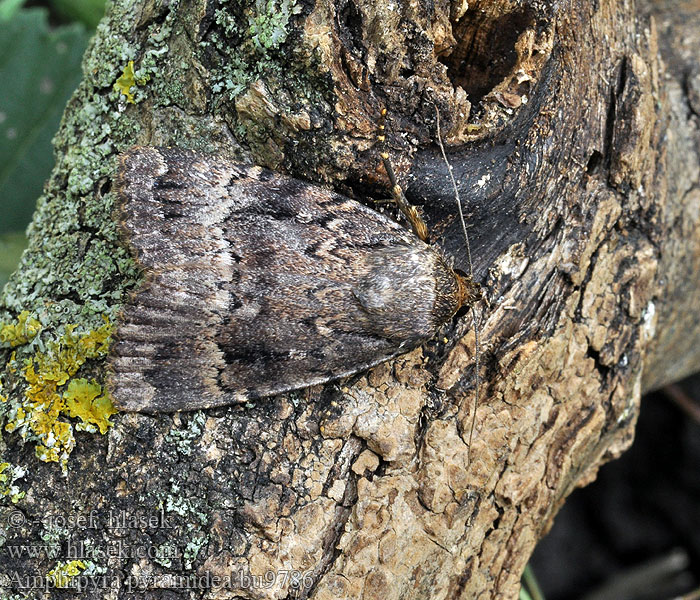 Amphipyra pyramidea Hohtopensasyökkönen Stort buskfly