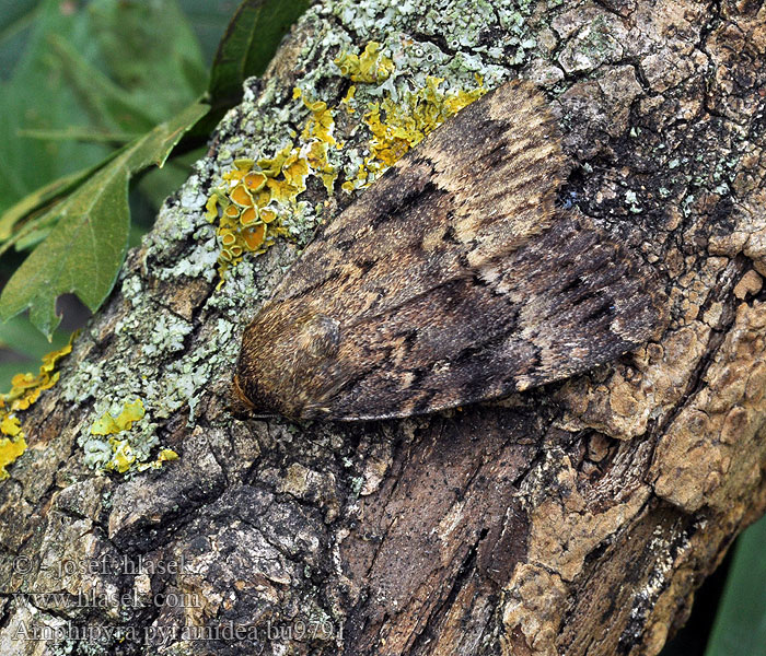 Amphipyra pyramidea Rødt pyramidefly Pyramideugle