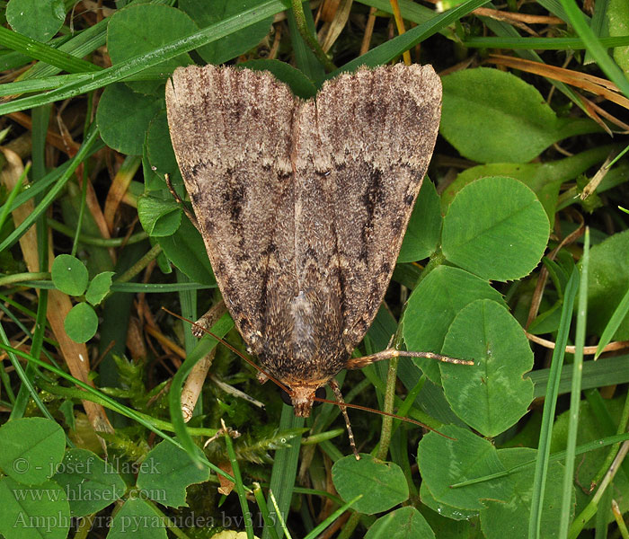 Amphipyra pyramidea Pyramide